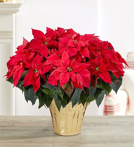 Red Holiday Poinsettia Floor Plant